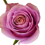 Purple Moon Rose d'Equateur Ethiflora